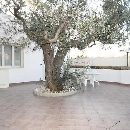 L'ulivo